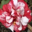 Governor Mouton Bicolor Bloom Camellia Japonica Live Well Rooted Starter Plant Gorgeous Blooms Know 