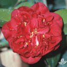 Dr Jc Raulston Camellia Japonica Live Well Rooted Starter Plant Rare Red Variety