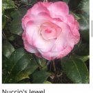 Nuccios Jewel Bicolor Bloom Camellia Japonica Live Starter Plant