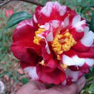 Emmett Pfingsti Blooms Camellia Japonica Live Starter Plant