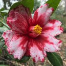 Vulcan Variegarted Blooms Camellia Japonica Live Starter Plant