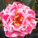 Tama Bambino Bloom Camellia Japonica Live Starter Plant