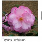 Taylors Perfection Camellia Japonica Live Starter Plant