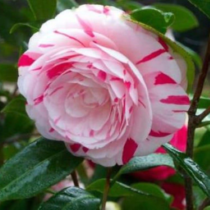 La Peppermint Bicolor Bloom Camellia Japonica Live Starter Plant