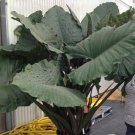Sumo Alocasia Esculenta Elephant Ear Small Rooted Starter Plant