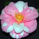 Shibori Egao Bicolor Bloom Camellia Japonica Live Starter Plant