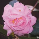 Berenice Beauty Blooms Camellia Japonica Live Starter Plant