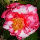 Fashionata Variegared Blooms Camellia Japonica Live Starter Plant
