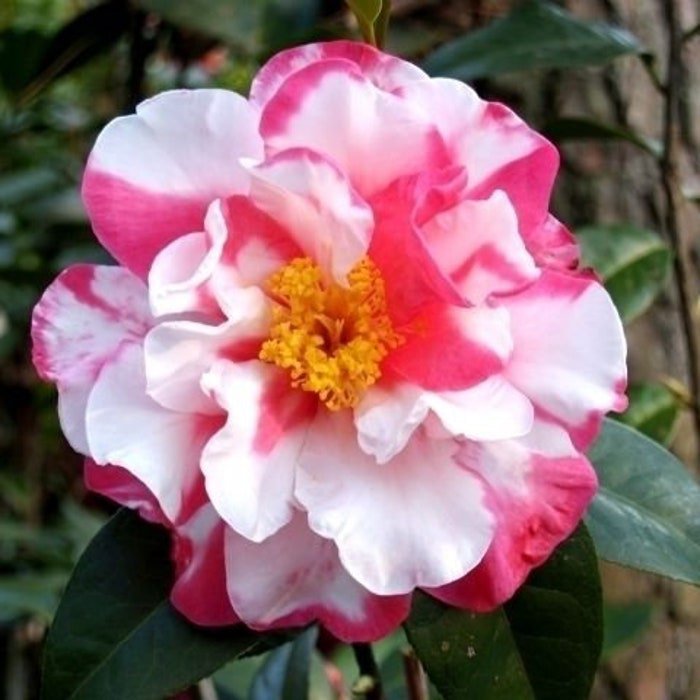Charlean Vareigated Camellia Japonica Starter Plant Gorgeous Bi Color Blooms Know 2 Blooms Look Alik