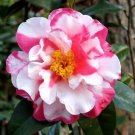 Charlean Vareigated Camellia Japonica Starter Plant Gorgeous Bi Color Blooms Know 2 Blooms Look Alik