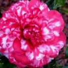 Faith Variegated Bicolor Bloom Camellia Japonica Live Well Rooted Starter Plant Gorgeous Blooms Know