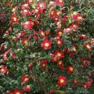 Yuletide Camellia Japonica Live Well Rooted Starter Plant Bold Red With Vibrant Gold Stamens Blooms 