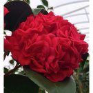 Professor Sargent Camellia Japonica Live Well Rooted Starter Plant Extra Full Looking Ruby Red Bloom