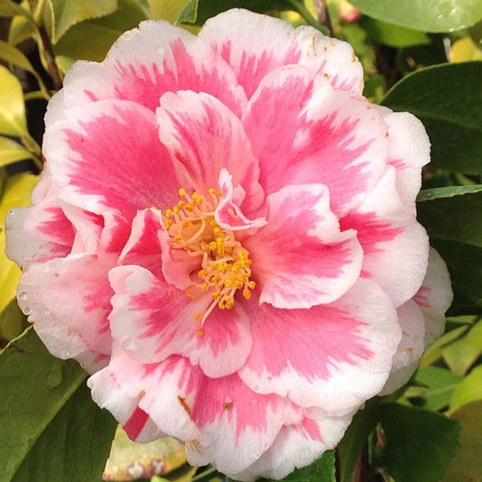 Herme Pink Bicolor Bloom Camellia Japonica Live Starter Plant Feather Streaked Pink White Blooms