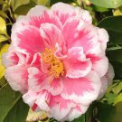 Herme Pink Bicolor Bloom Camellia Japonica Live Starter Plant Feather Streaked Pink White Blooms