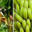 Basjoo Banana Tree Cold Hardy Musa Live Banana Tree Small Rooted Starter Plant
