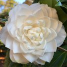 Seafoam Blooms Camellia Japonica Live Starter Plant