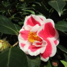 Tama No Ura Blooms Camellia Japonica Live Starter Plant