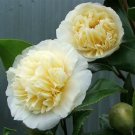 Jurys Yellow Bloom Camellia Japonica Live Starter Plant