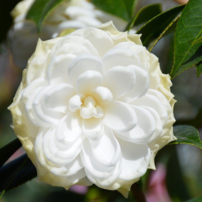 White By The Gate Blooms Camellia Japonica Live Starter Plant