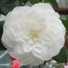 Nuccios Gem Blooms Camellia Japonica Live Starter Plant