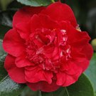Kramers Beauty Camellia Japonica Live Well Rooted Starter Plant Blood Red Beauty