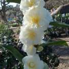 Buttermint Blooms Camellia Japonica Live Starter Plant