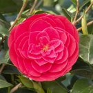 Tom Knudsen Blooms Camellia Japonica Live Starter Plant