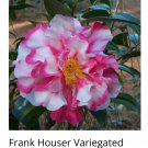 Frank Houser Variegated Camellia Japonica Live Starter Plant