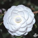 Miss Biloxi Pure White Blooms Camellia Japonica Live Starter Plant