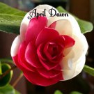 April Dawn Bicolor Bloom Camellia Japonica Live Starter Plant