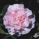 Kings Ransom Camellia Japonica Live Well Rooted Starter Plant Delicate Soft Pink Ruffled Blooms