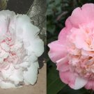 Look Again Camellia Japonica Live Well Rooted Starter Plant Is It Pink Or White Or Both Very Rare