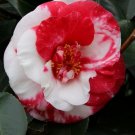 Adolphe Audusson Blooms Camellia Japonica Live Starter Plant