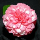 Apollo 14 Blooms Camellia Japonica Live Starter Plant