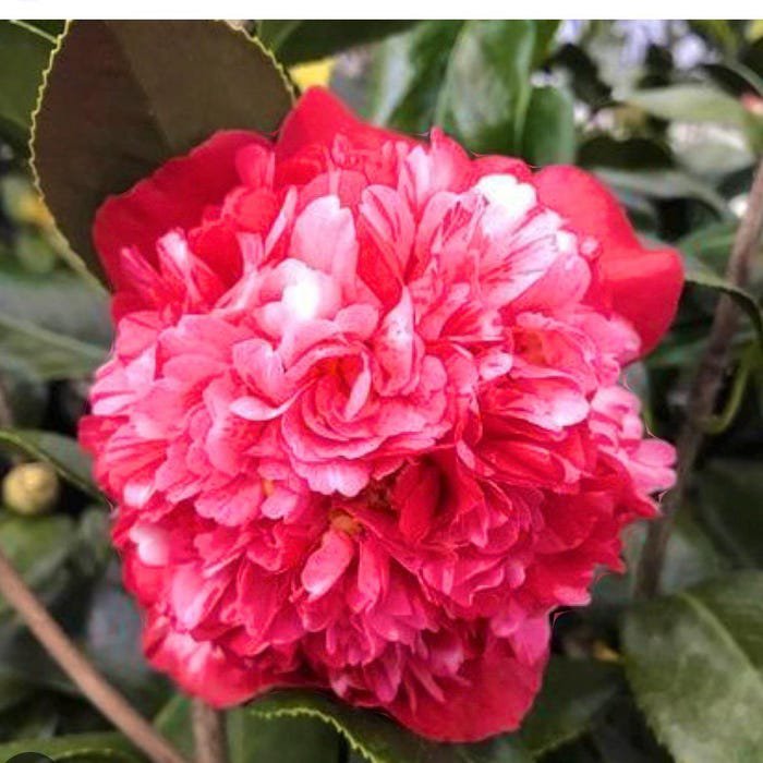 Lady Walker Bicolor Bloom Camellia Japonica Live Starter Plant