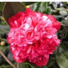 Lady Walker Bicolor Bloom Camellia Japonica Live Starter Plant