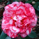 Guilio Nuccio Vareigatred Camellia Japonica Live Well Rooted Starter Plant Lovely Bi Color Blooms