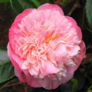 Mrs Lyman Clarke Blooms Camellia Japonica Live Starter Plant
