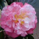 Tomorrows Dawn Bessie Blooms Camellia Japonica Live Starter Plant