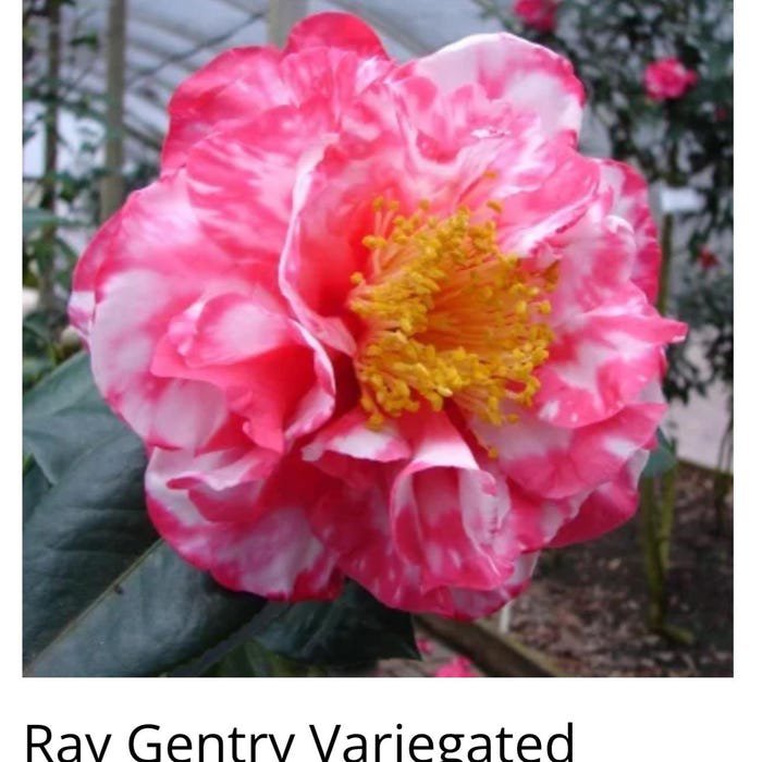 Ray Gentry Variegated Bicolor Bloom Camellia Japonica Live Starter Plant