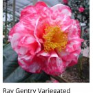 Ray Gentry Variegated Bicolor Bloom Camellia Japonica Live Starter Plant