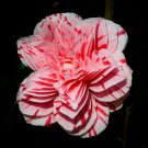 Les Marbury Bloom Camellia Japonica Live Starter Plant