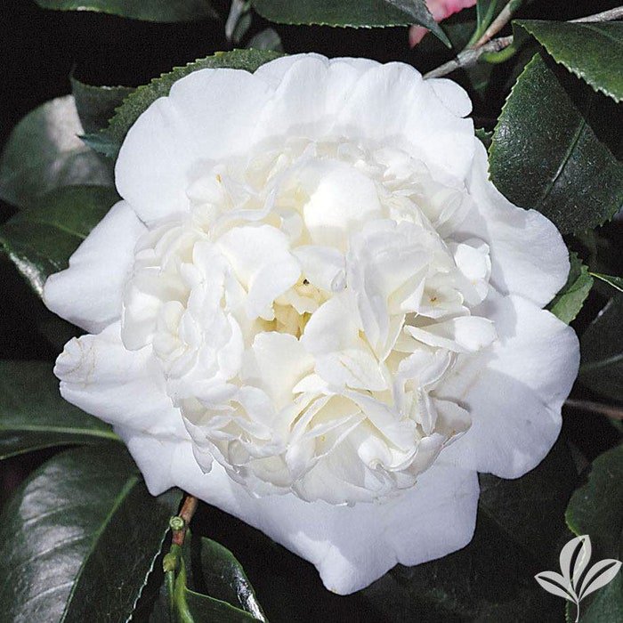 Snow Chan Creamy White Bloom Camellia Japonica Live Well Rooted Starter Plant