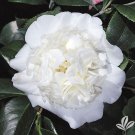 Snow Chan Creamy White Bloom Camellia Japonica Live Well Rooted Starter Plant
