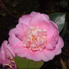 Autumn Pink Icicle Camellia Japonica Live Well Rooted Starter Plant Lovely Pink With Bright Gold Sta