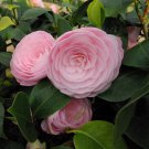 Pearl Maxwell Camellia Japonica Live Well Rooted Starter Plant Very Striking Pink Blooms