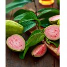 Pink Guava Pink Guava Plant Psidium Guajava Live Starter Plant