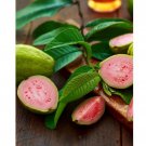 Bardie Pink Guava Pink Guava Plant Psidium Guajava Live Starter Plant