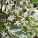Variegated Confederate Jasmine Trachelospermum Jasminoides Rooted Starter Plant Intensely Fragrant